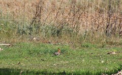 Upupa epops africana