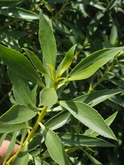 Myoporum