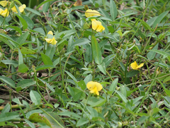 Vigna luteola