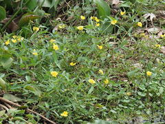 Vigna luteola
