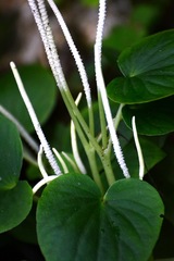 Peperomia lanceolatopeltata