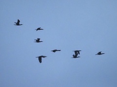 Nannopterum brasilianum