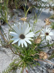 Dimorphotheca nudicaulis