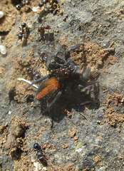 Plexippus tsholotsho