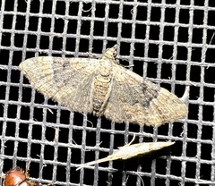 Mnesiloba eupitheciata