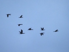 Nannopterum brasilianum