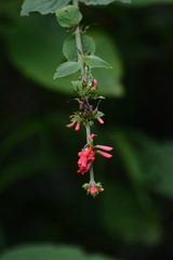 Russelia verticillata