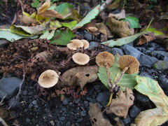 Naucoria escharioides