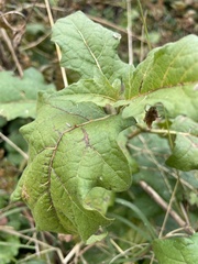 Leptostemonum