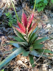 Tillandsia
