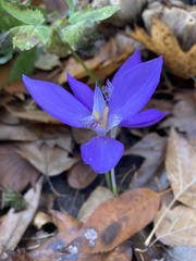 Crocus banaticus