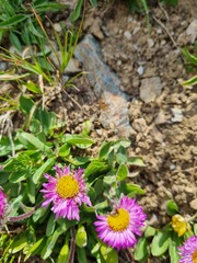 Erigeron uniflorus
