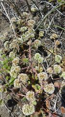 Chorizanthe howellii