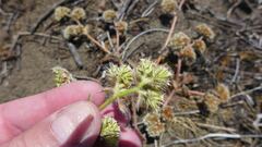 Chorizanthe howellii