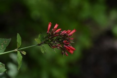 Russelia verticillata