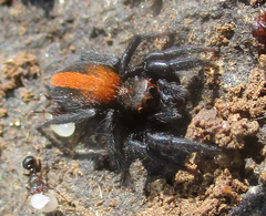 Plexippus tsholotsho