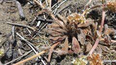 Chorizanthe howellii