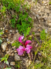 Pedicularis nordmanniana