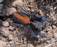 Plexippus tsholotsho