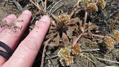 Chorizanthe howellii