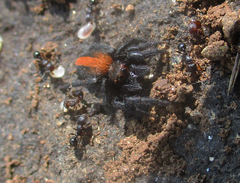 Plexippus tsholotsho