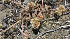 Chorizanthe howellii