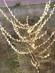 Verbascum pulverulentum