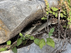 Gerrhonotus infernalis