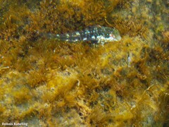 Scartella cristata