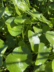 Hydrocotyle verticillata