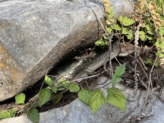 Gerrhonotus infernalis