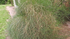 Ephedra triandra