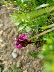 Pedicularis nordmanniana