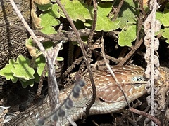 Gerrhonotus infernalis
