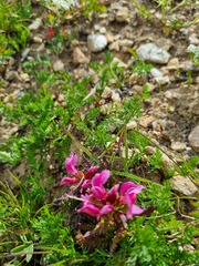 Pedicularis nordmanniana