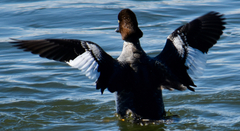 Bucephala