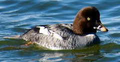 Bucephala