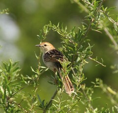 Cisticola tinniens