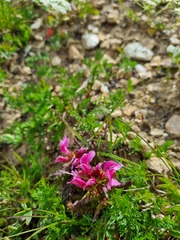 Pedicularis nordmanniana