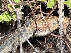 Gerrhonotus infernalis