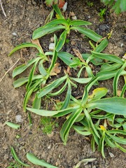 Veronica gentianoides