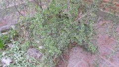 Condalia microphylla