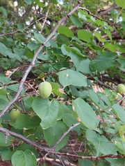 Prunus armeniaca