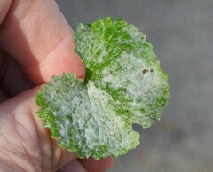 Erysiphe cruciferarum