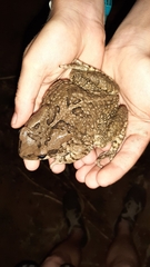 Sclerophrys capensis