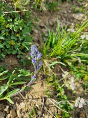 Veronica gentianoides