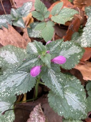 Lamium maculatum