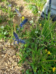 Veronica gentianoides