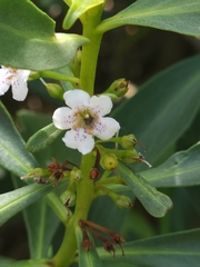 Myoporum