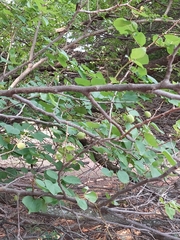 Prunus armeniaca